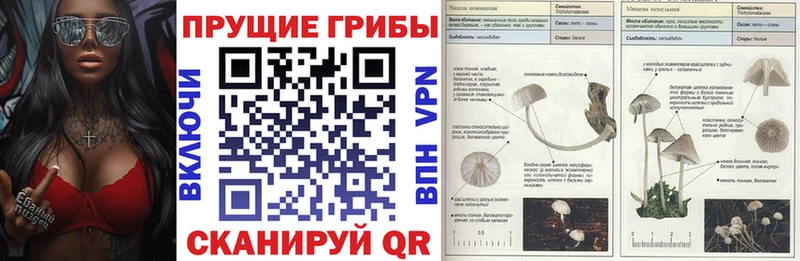 Псилоцибиновые грибы Psilocybine cubensis  Таштагол 